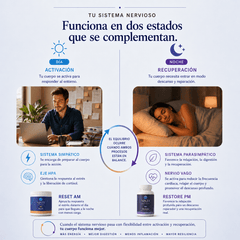 Infografía NINTI: Estados de activación y recuperación del sistema nervioso con suplementos Reset AM y Restore PM.