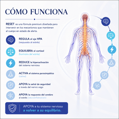 Infografía RESET "Cómo funciona" con figura humana, sistema nervioso iluminado y lista de beneficios contra el estrés.